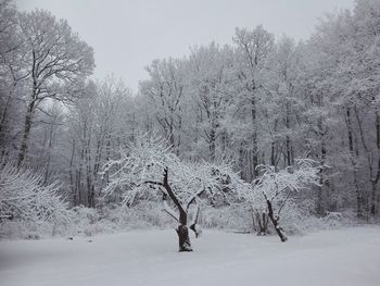 Bare trees on snow covered landscape