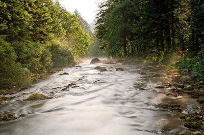 River flowing amidst trees in forest