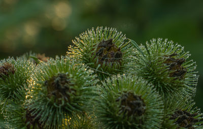 Close-up of plant