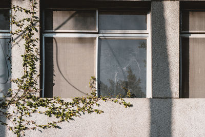 Close-up of potted plants by window of building