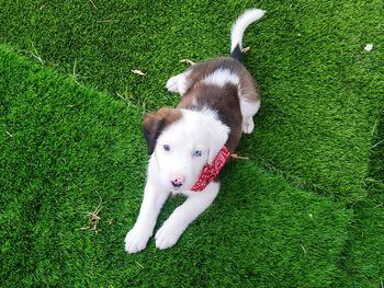 High angle view of dog on field