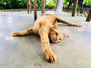 Cat lying on floor