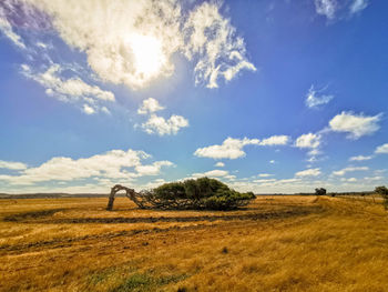 Scenic view of field against sky