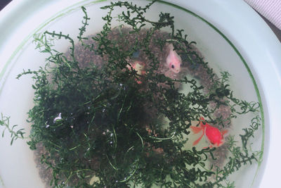 High angle view of flower pot on table