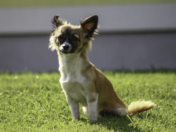 Dog looking away while sitting on grass