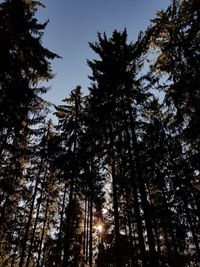 Low angle view of trees in forest against sky