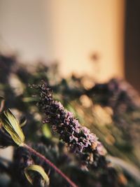 Close-up of purple flowering plant