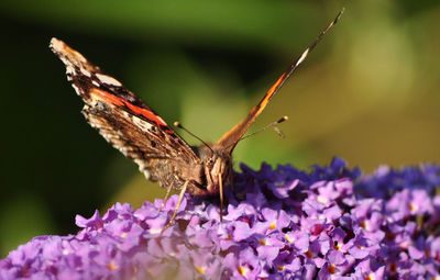 Close-up of butterfly pollinating on lavender flowers