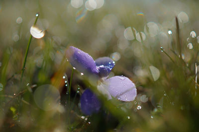 Close-up of wet purple crocus flowers