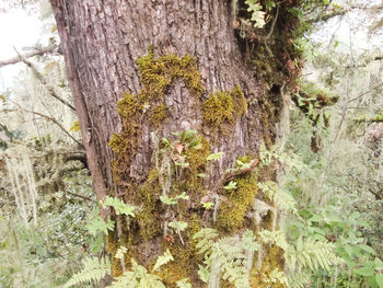 Close-up of tree trunk