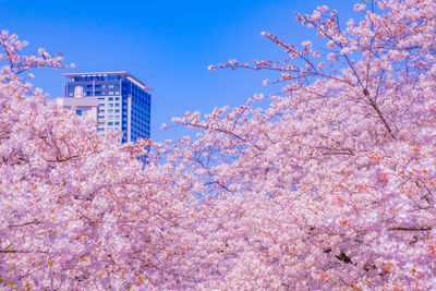 Low angle view of cherry blossom