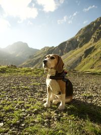 Dog on field against mountain