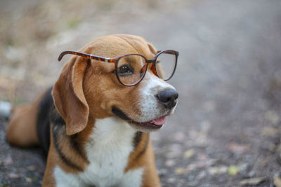 Close-up of dog looking away