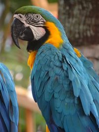 Close-up of a parrot