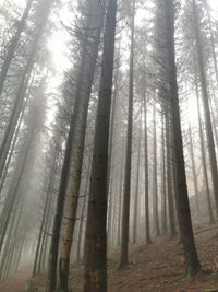 Low angle view of sunlight streaming through trees in forest