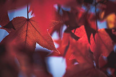 Low angle view of autumn leaves