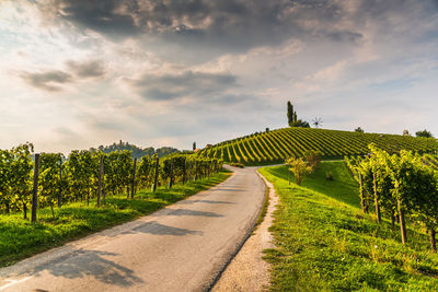 Road amidst agricultural field against sky