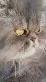 Close-up portrait of cat