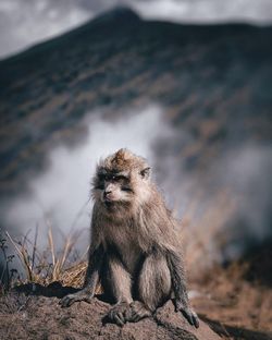 Lion sitting on land