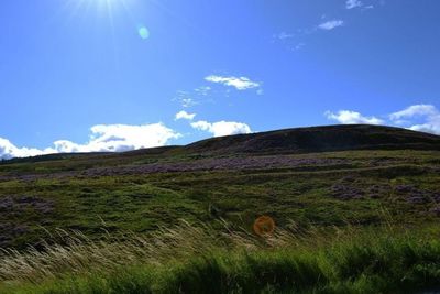 Scenic view of grassy field against sky