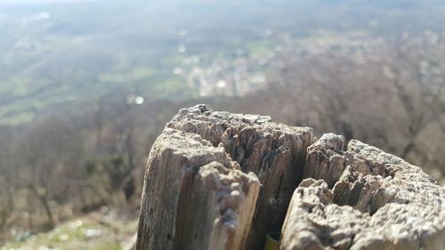 Close-up of lizard on mountain