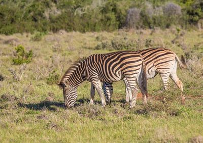 Zebras in a field