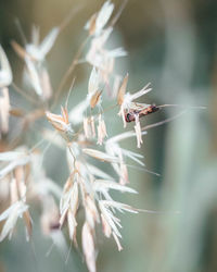 Close-up of insect on plant