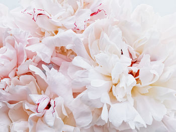 Close-up of white flowers