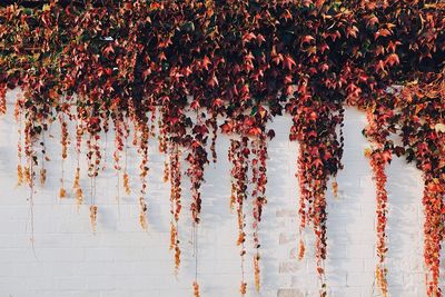 Ivy growing on white wall during autumn