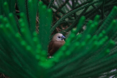 Close-up of bird perching on leaf