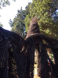 Low angle view of trees in forest against sky