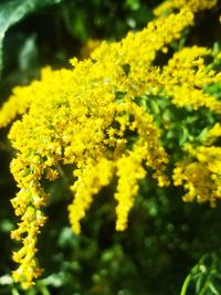 Close-up of yellow flowering plant