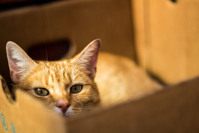 Close-up portrait of cat in box