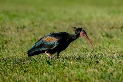 Bald ibis geronticus eremita, exotic bird in the nature habitat.