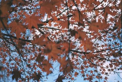 Low angle view of maple tree
