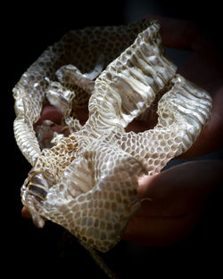 Close-up of hand feeding