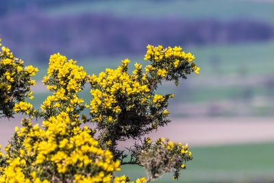 Close-up of yellow flowers