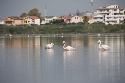 Ducks on a lake