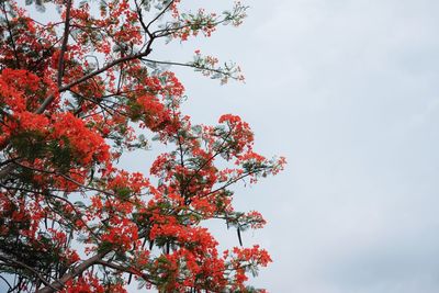 Low angle view of red flowering tree against sky