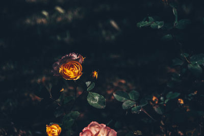 High angle view of yellow flower on field