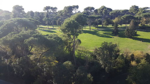 Trees on landscape against sky