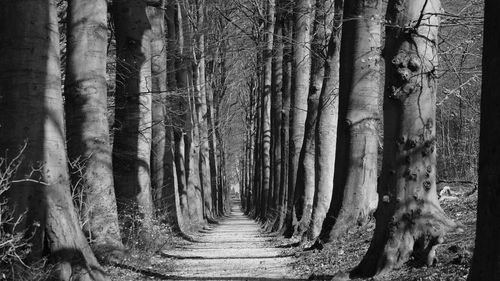 Empty footpath amidst bare trees in forest