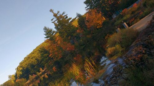 Reflection of trees in water