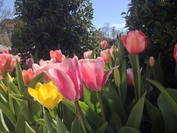 Close-up of flowers blooming outdoors