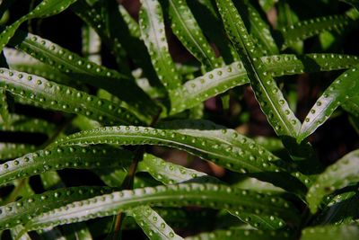 Full frame shot of raindrops on plant