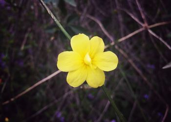 Close-up of yellow flower blooming outdoors