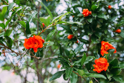 Close-up of orange flowering plants