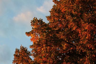 Low angle view of autumnal tree against sky