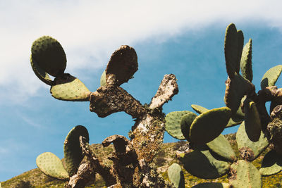 Low angle view of prickly pear cactus against sky