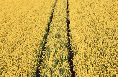 Full frame shot of yellow flowering plants on field